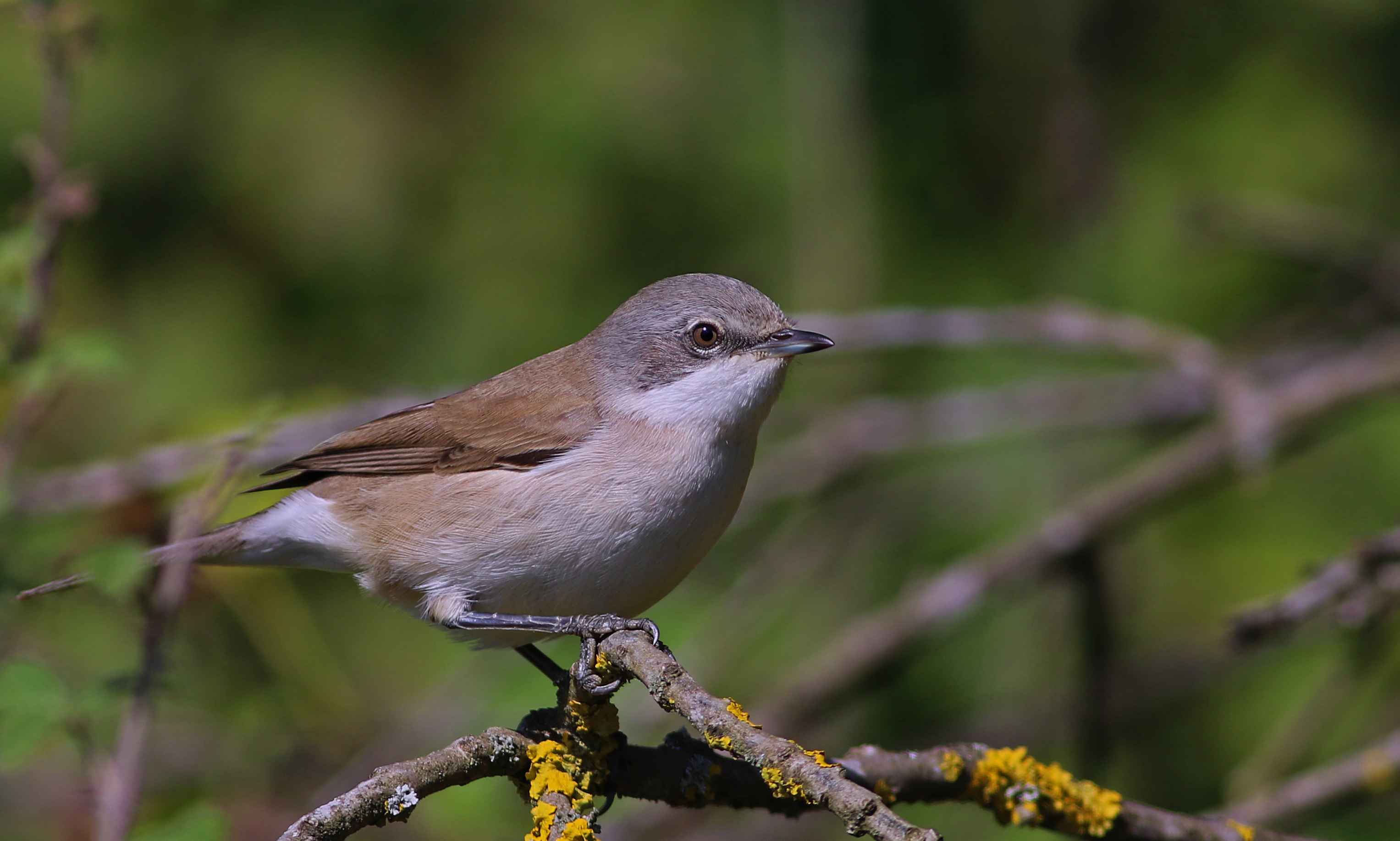 Lesser Whitethroat